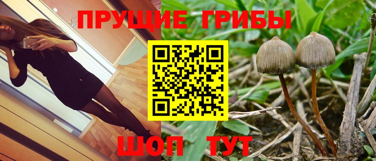 Галлюциногенные грибы Psilocybine cubensis  Псилоцибиновые грибы мицелий  Белая Калитва  Вход с VPN 
